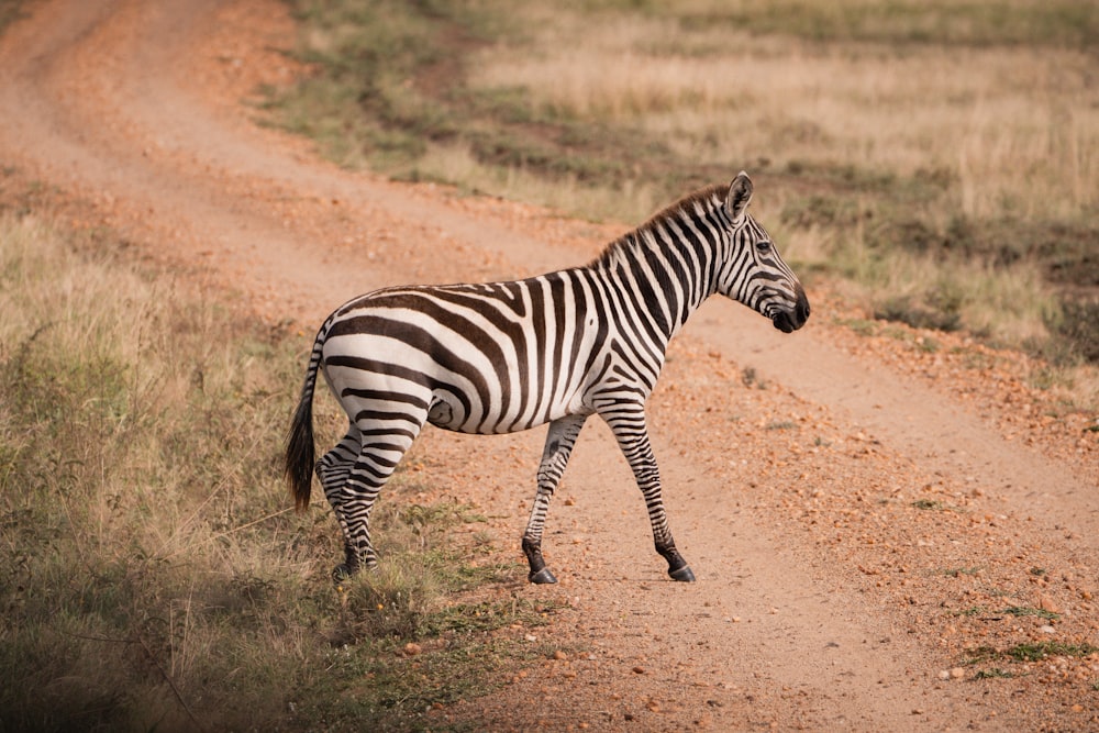 a zebra is walking down a dirt road