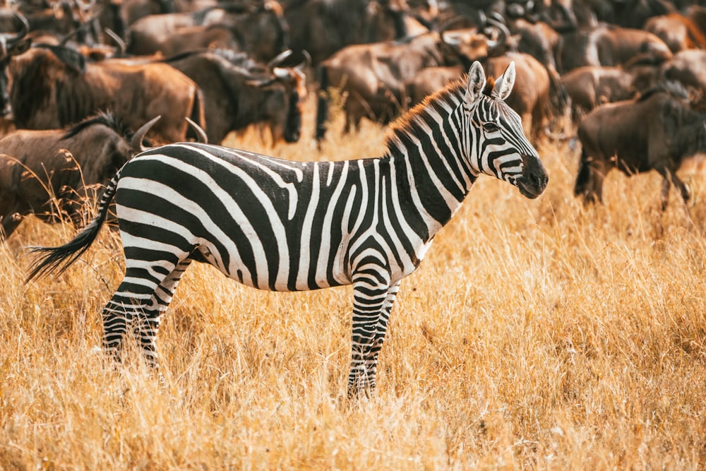 a zebra standing in a field with other animals in the background