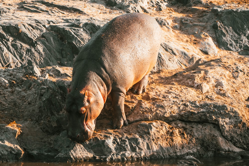 a hippopotamus standing on a rock next to a body of water
