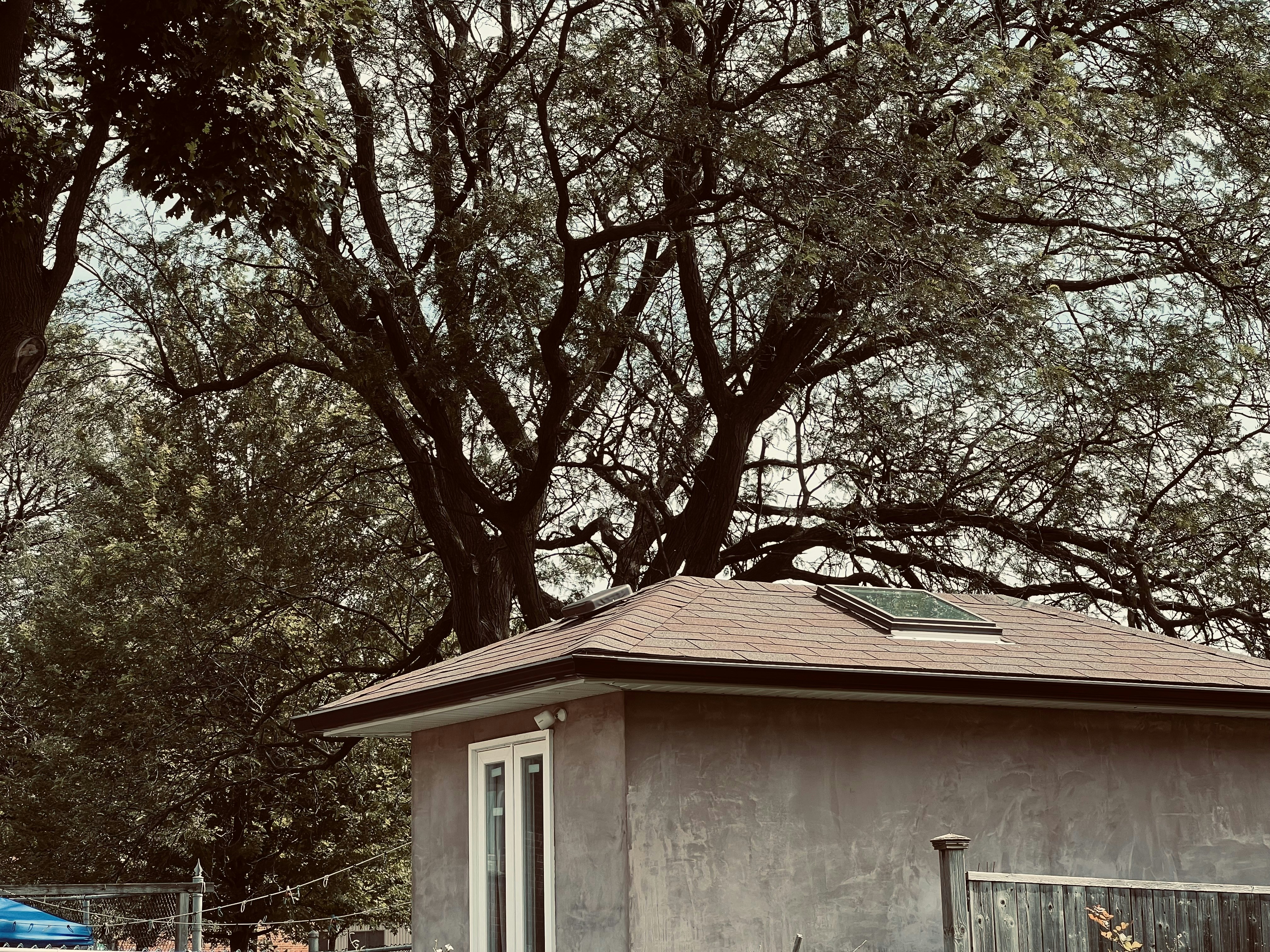 a small building sitting next to a large tree