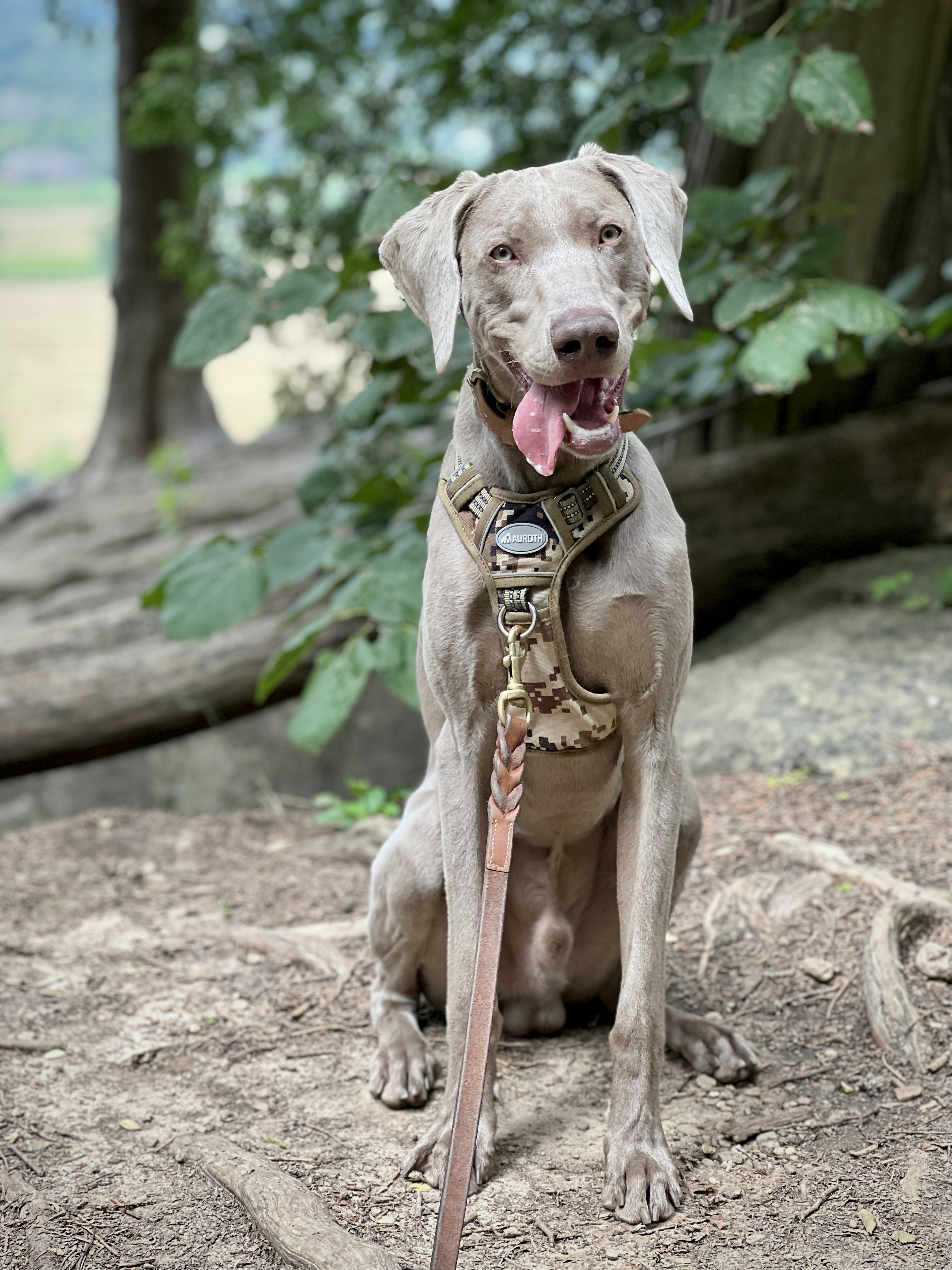 Dog walking & Pet Sitting Auckland | Pups in Motion NZ's image