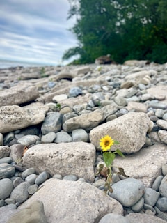 A single yellow flower stands resiliently among a field of large, smooth gray stones. The background features a lush green tree line under a cloudy sky.
