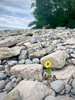 A single yellow flower stands resiliently among a field of large, smooth gray stones. The background features a lush green tree line under a cloudy sky.