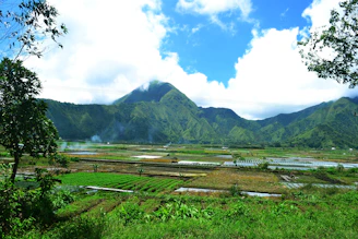 a lush green field with mountains in the background