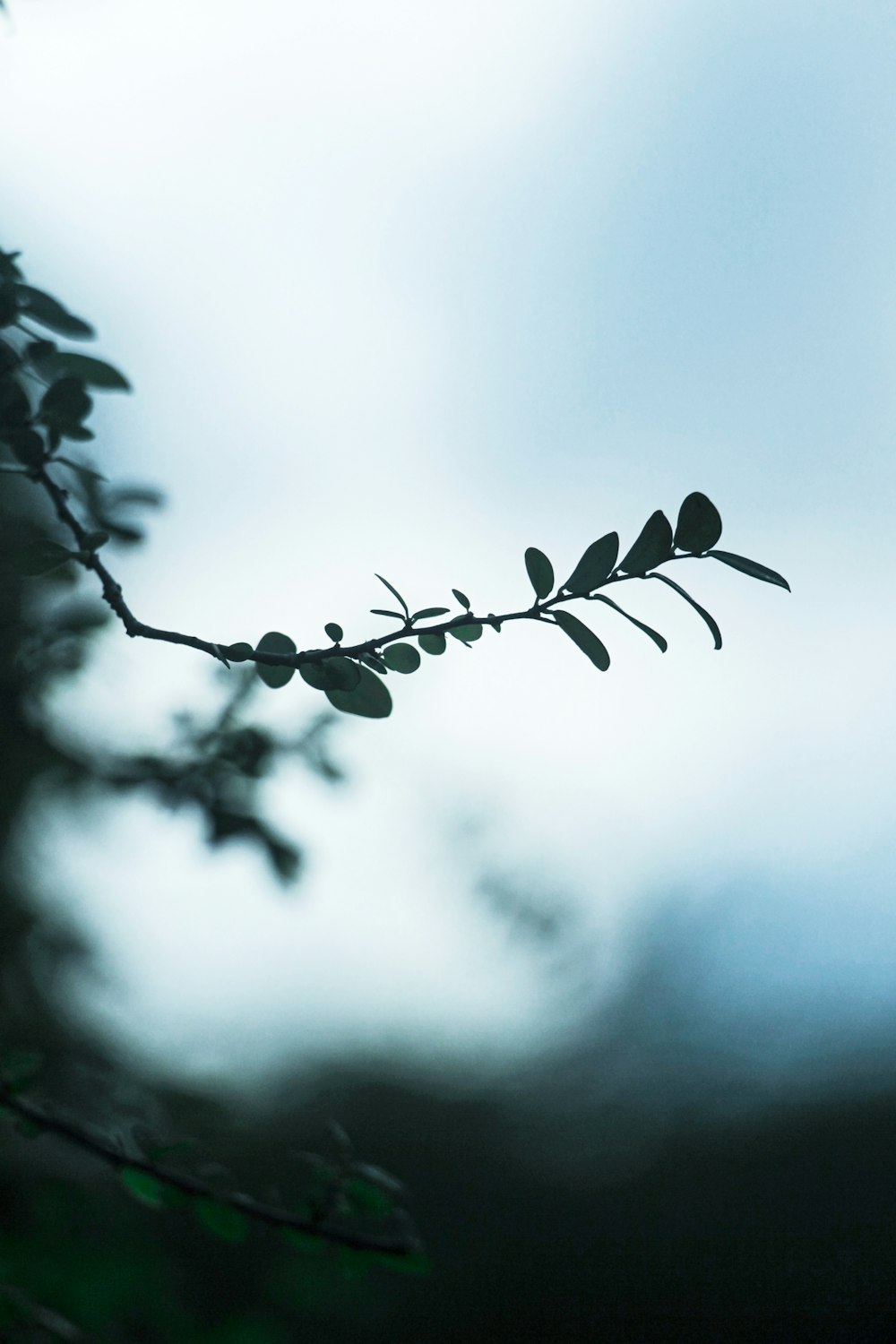 a branch of a tree with leaves on it