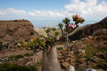 A unique landscape featuring a flowering desert rose plant with vibrant pink flowers and thick, green leaves. The plant is situated on a rocky, arid terrain with large cliffs and a distant view of a blue ocean under a sky scattered with fluffy white clouds.