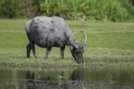 Close-up of a buffalo drinking water beside a rustic mud pond surrounded by greenery.