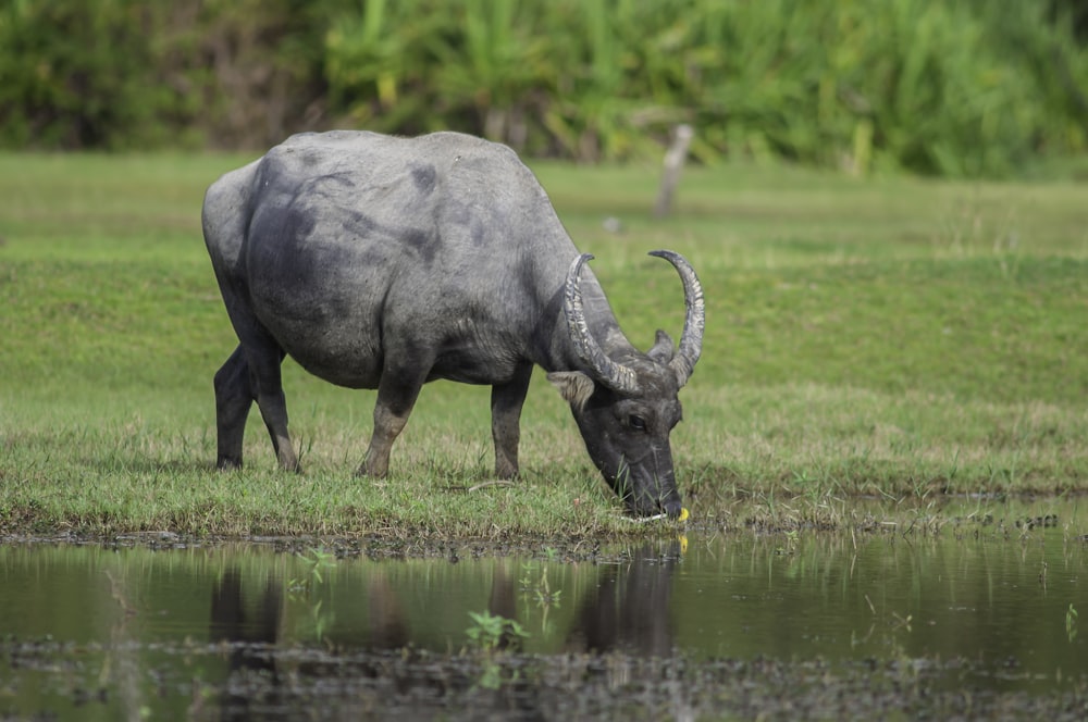 a water buffalo grazing on grass next to a body of water