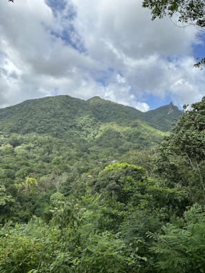 A close-up of a blockchain code overlaying a lush green forest landscape.