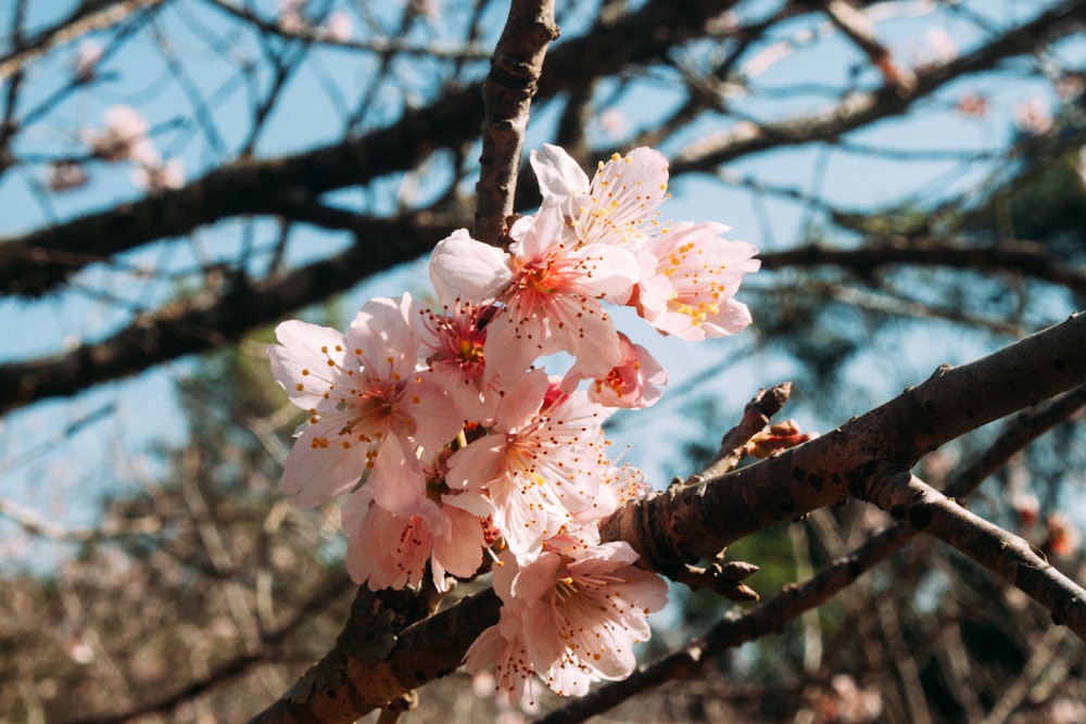 a close up of a flower on a tree branch