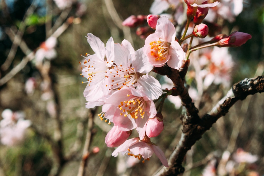 a close up of some pink flowers on a tree