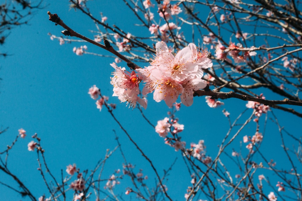 a branch with pink flowers against a blue sky