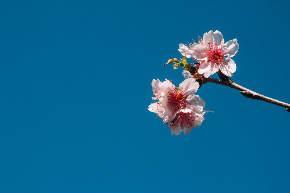 two pink flowers on a tree branch against a blue sky