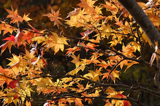 Children painting colorful leaves in a warm autumn classroom.