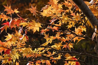 Autumn leaves in vibrant shades of orange, yellow, and red cover the branches of a tree, creating a warm and seasonal atmosphere.