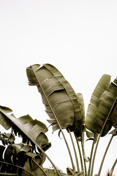 Large, green banana leaves extending upwards against a bright, clear sky. The leaves have prominent veins and edges, with some overlapping and slightly curled at the edges.
