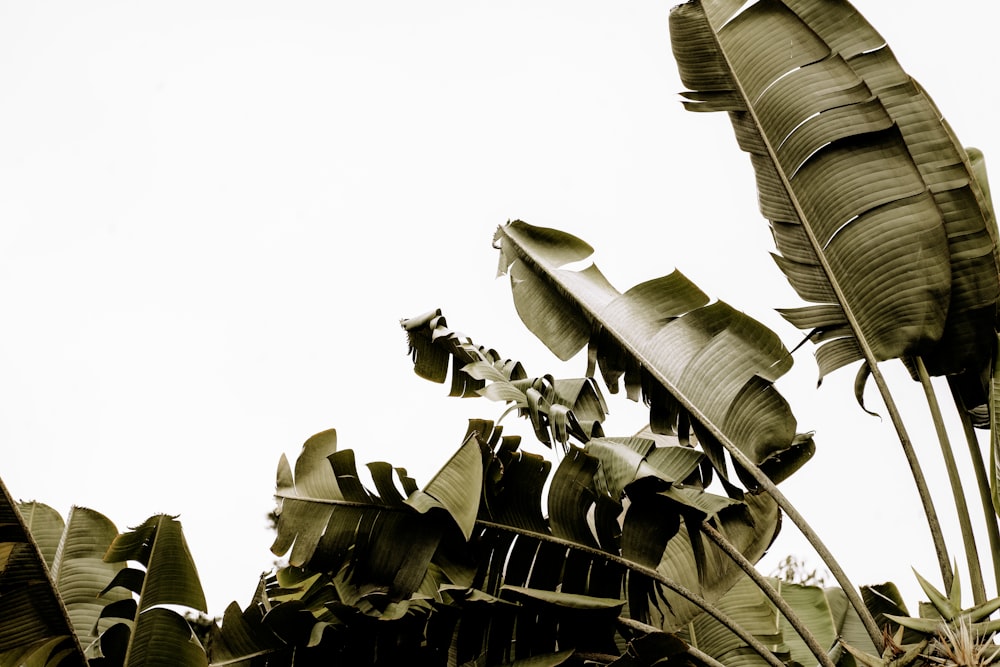 a bunch of green leaves on a tree