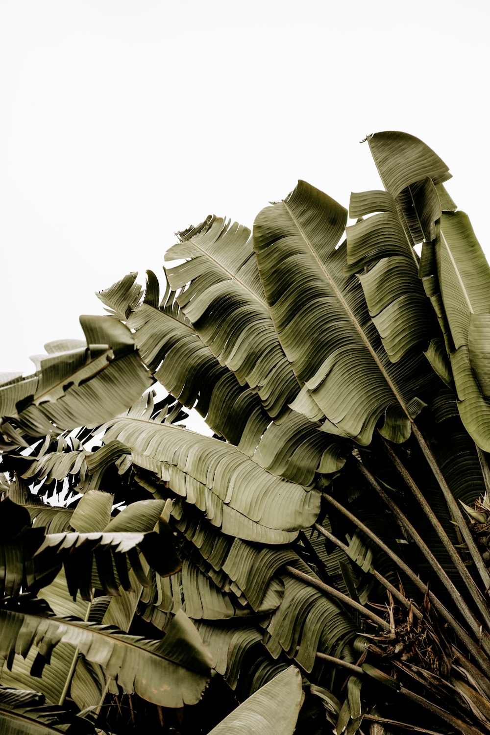 a close up of a bunch of bananas on a tree