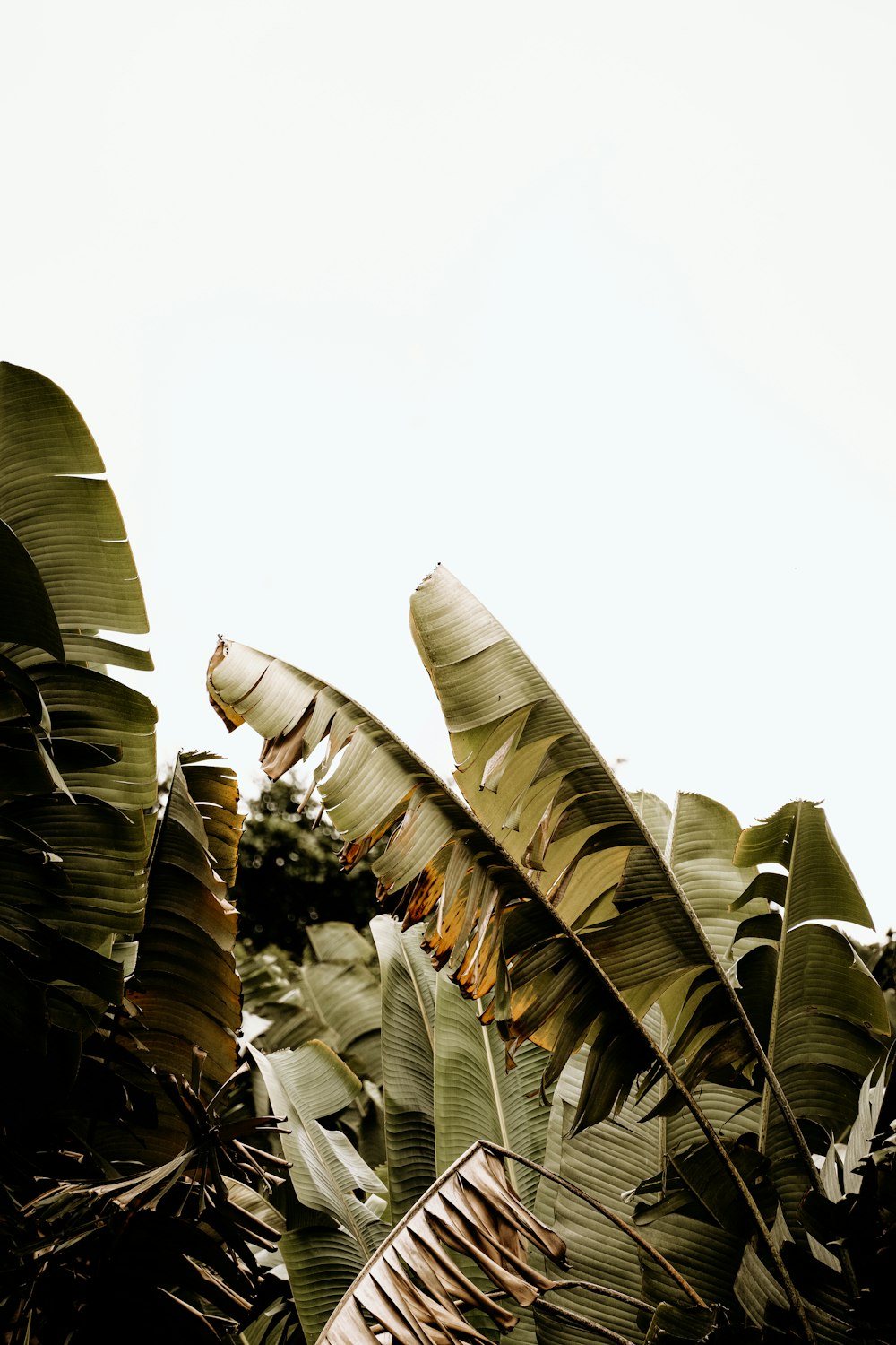 a banana tree with lots of green leaves