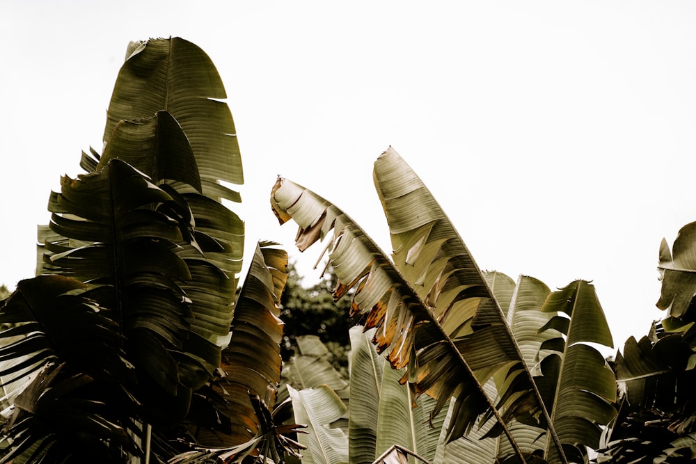 a bunch of bananas are growing on a tree