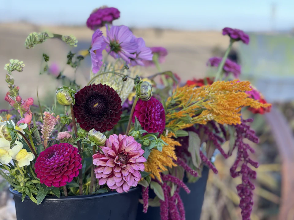 A bucket of dahlias, amaranth and other bright seasonal flowers cut for a wedding bouquet