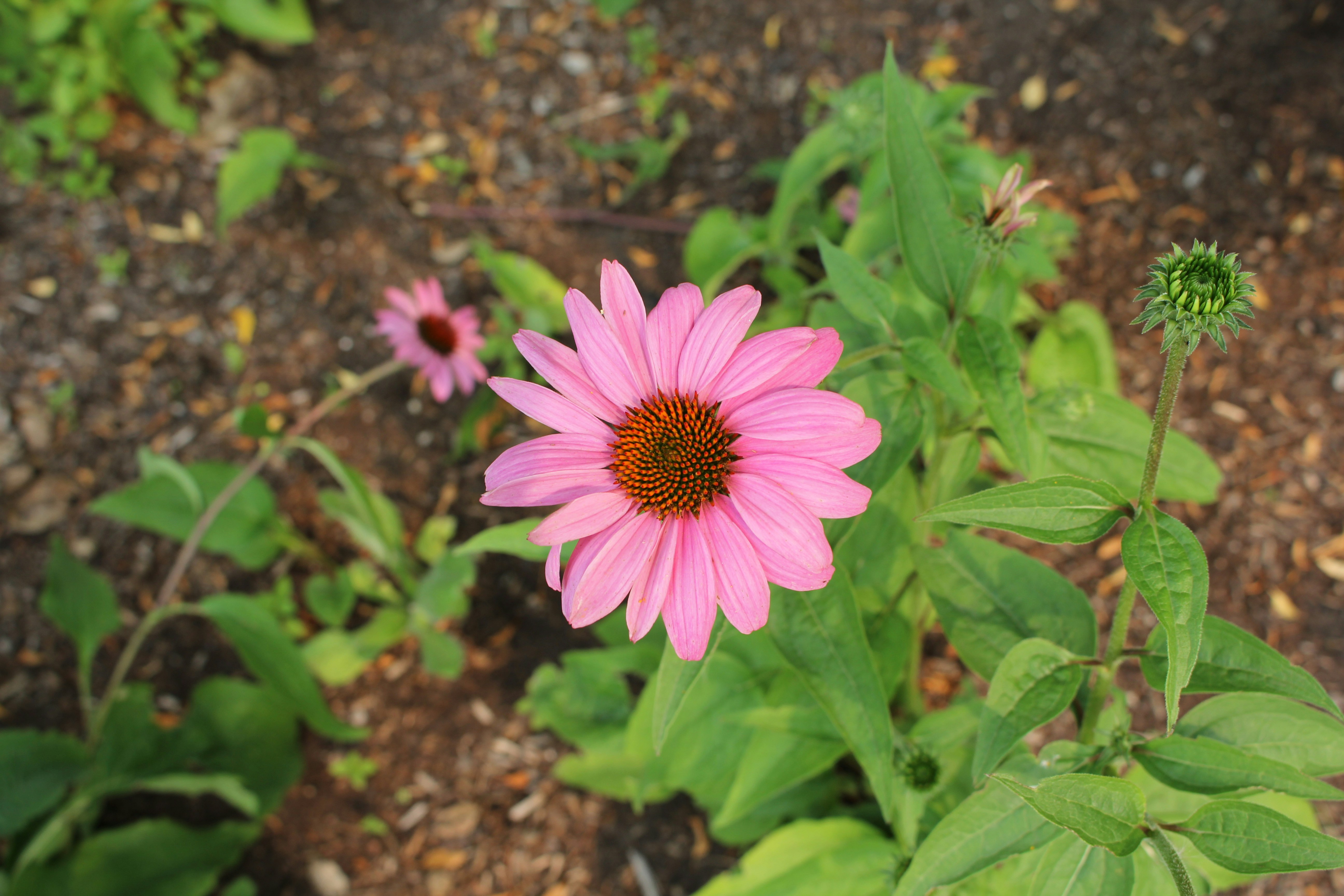 Photo by jefersoncabal7