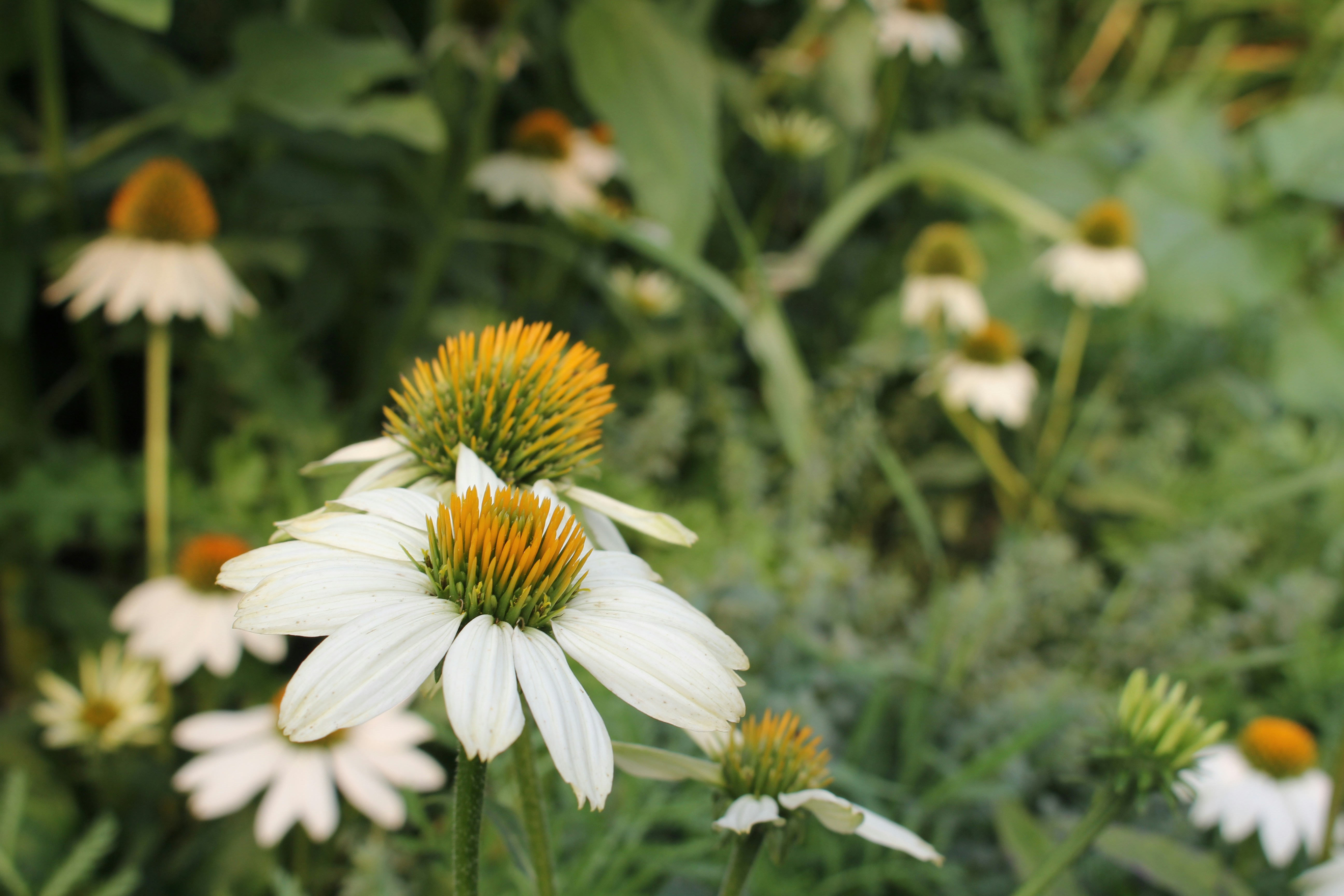 Photo by jefersoncabal7