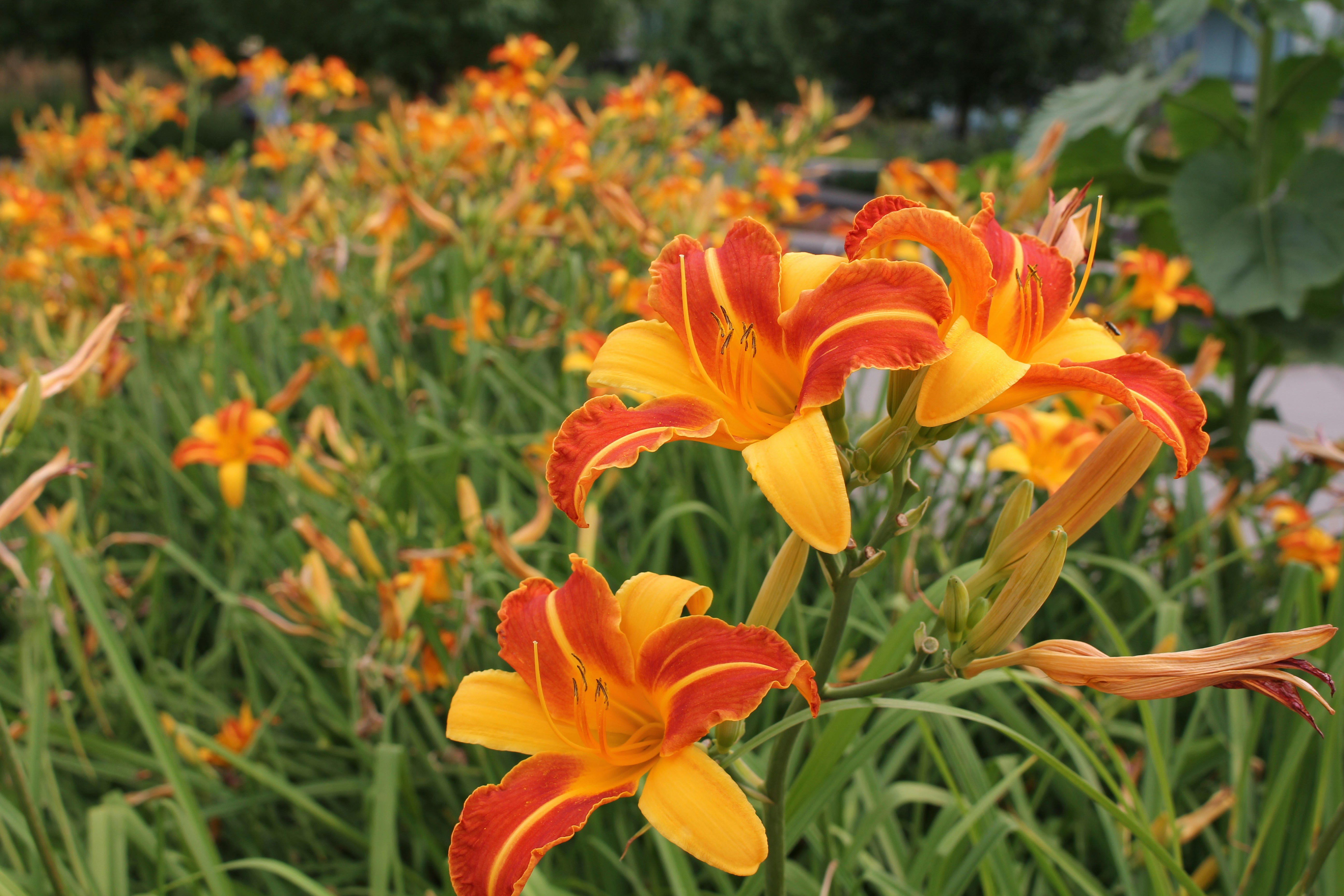 Photo by jefersoncabal7