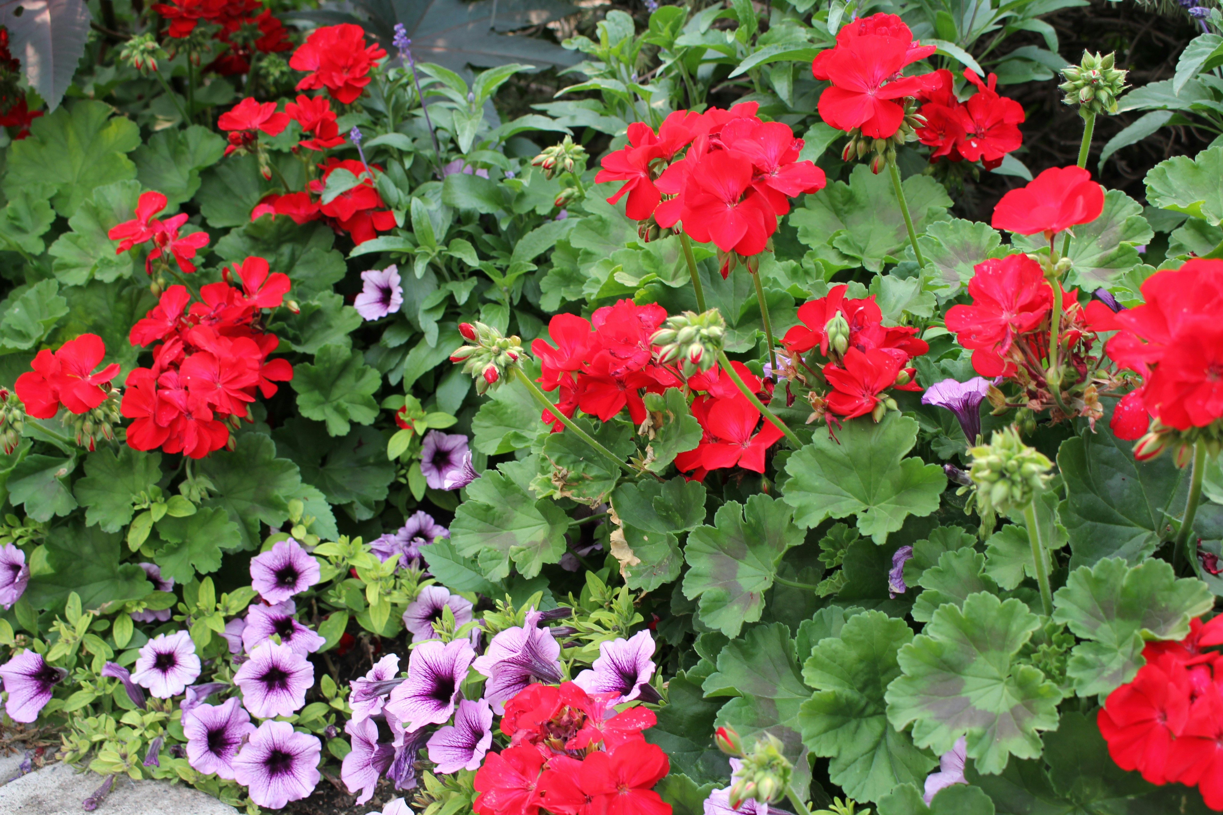 Photo by jefersoncabal7