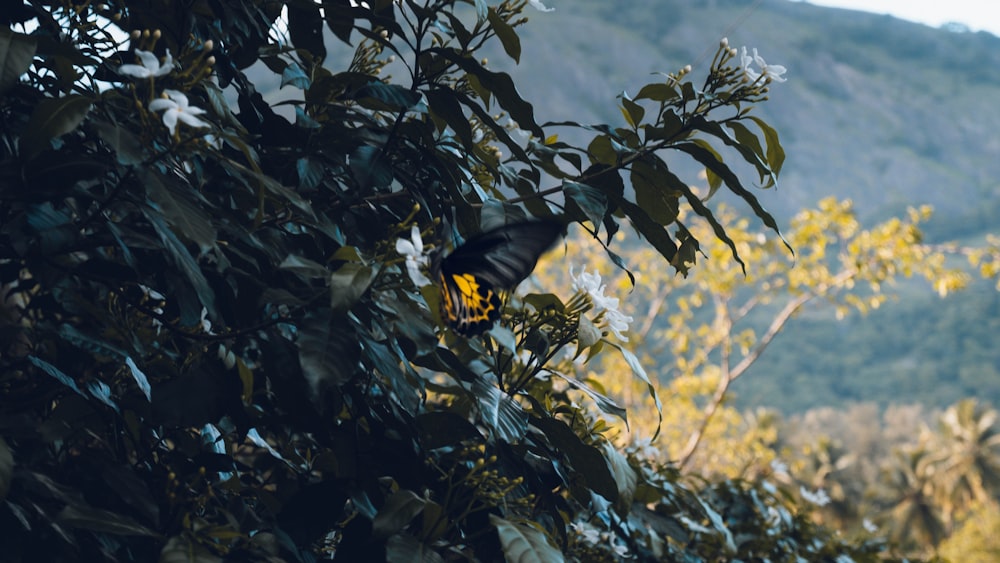 a butterfly sitting on top of a leaf covered tree