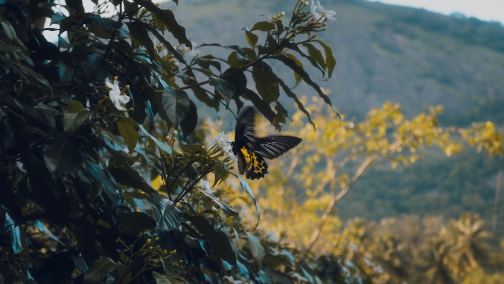 a yellow and black butterfly sitting on top of a tree