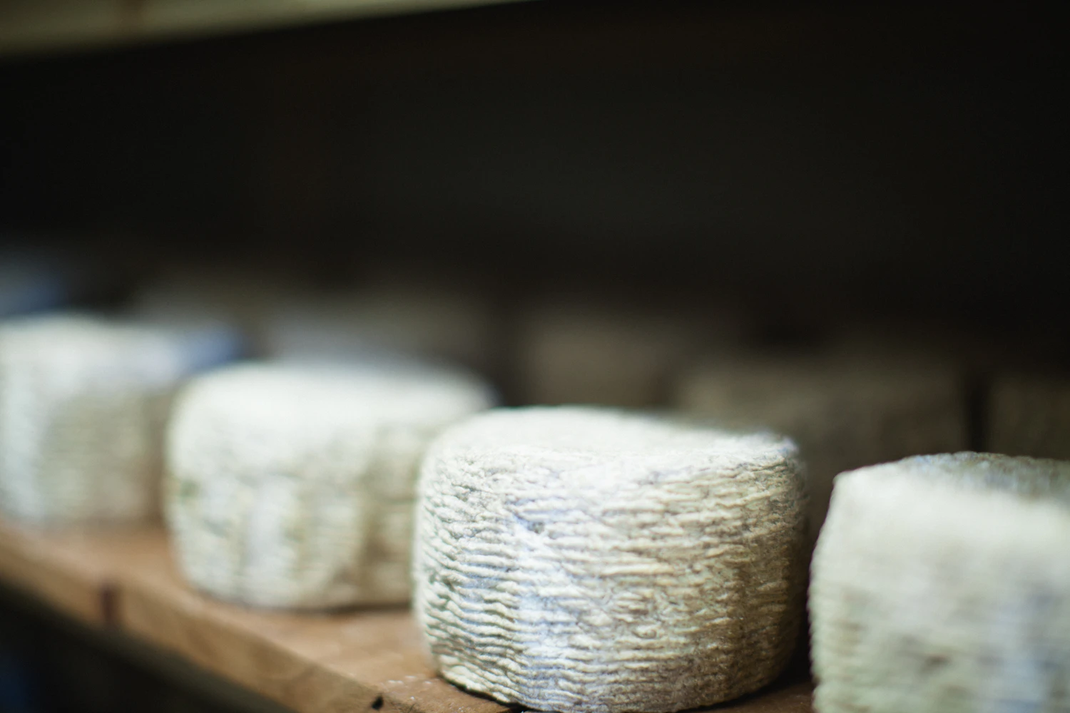 Soft white cheese rounds resting on a pale wooden shelf