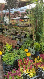 A diverse assortment of potted plants and flowers arranged on multi-level shelving within a greenhouse setting. The area is lush with greenery, interspersed with vibrant flowers in shades of pink, yellow, and red. Hanging baskets decorate the upper structures, adding to the colorful presentation. Yellow labels are visible among the plants, providing identification or pricing information.
