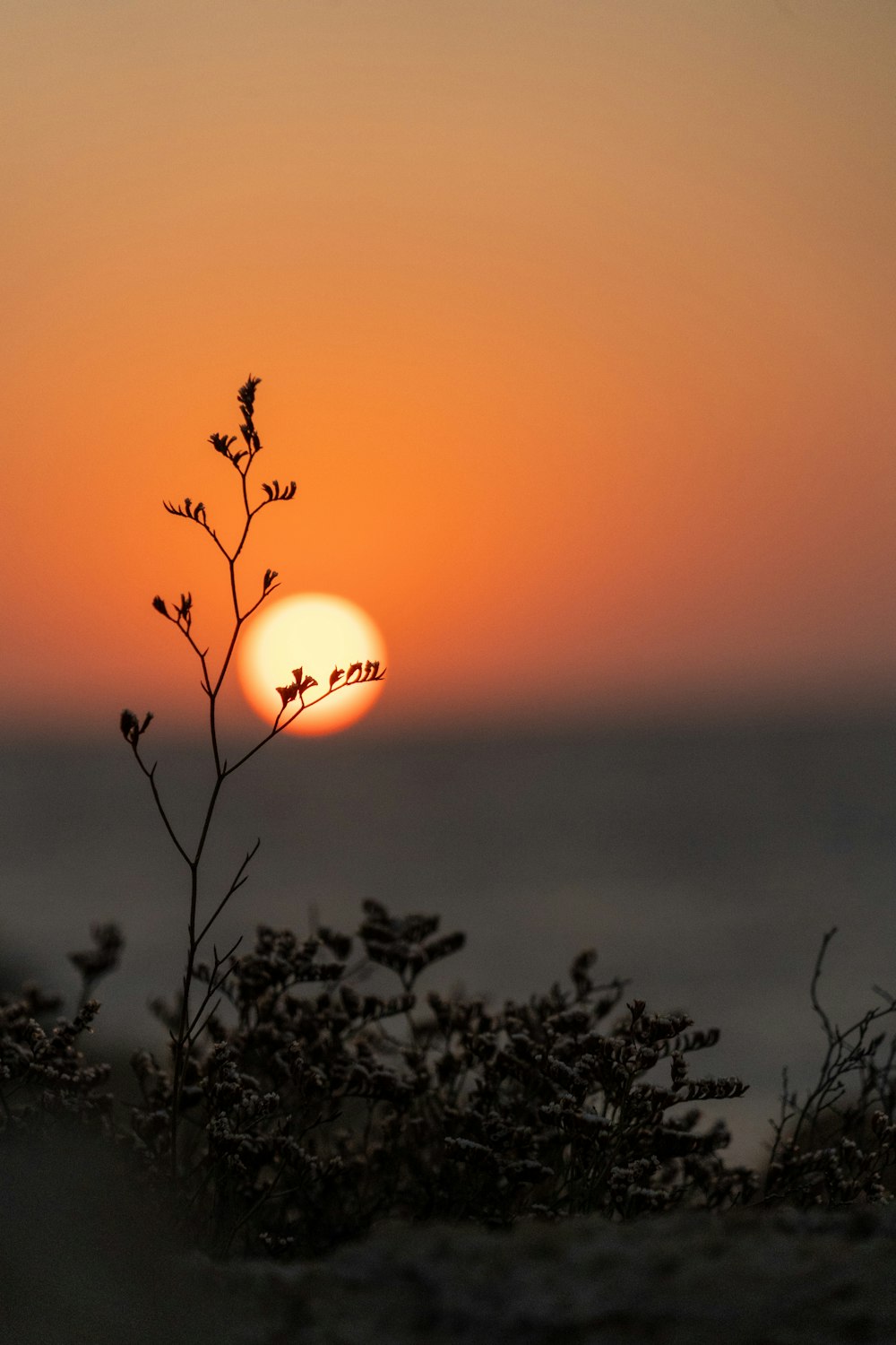 the sun is setting over the ocean with a plant in the foreground