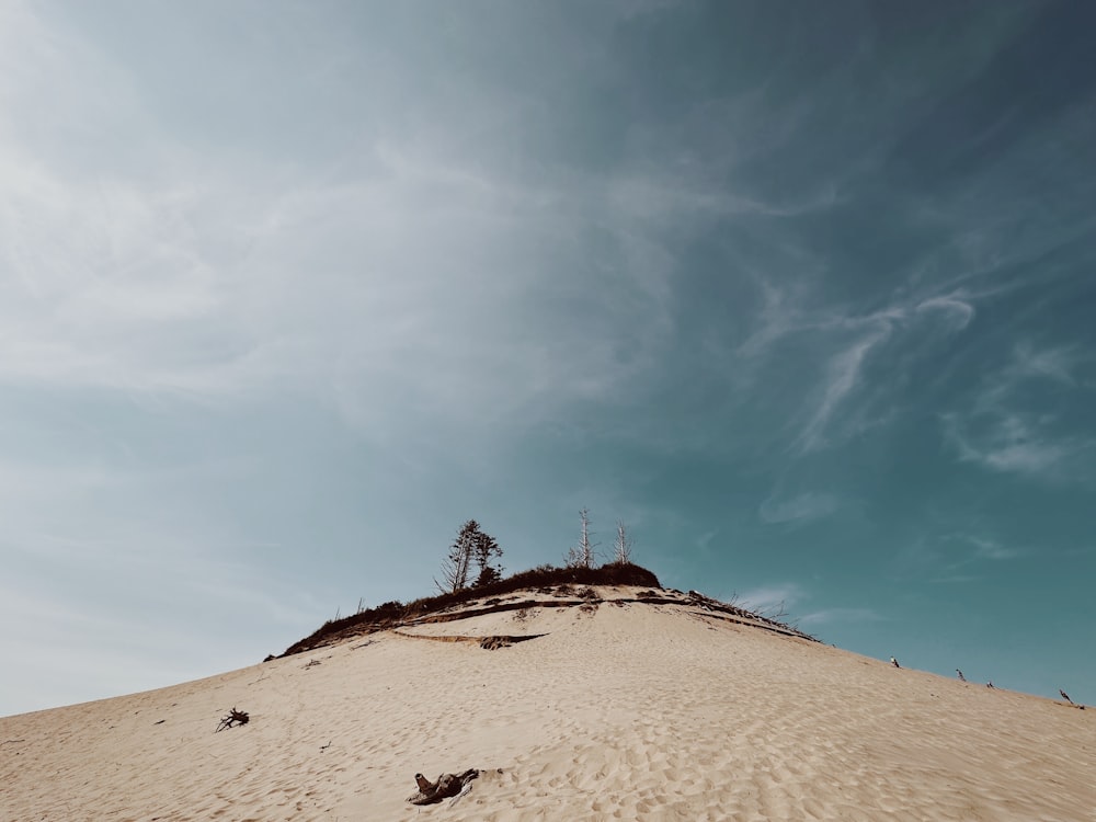 uma árvore solitária no topo de uma duna de areia