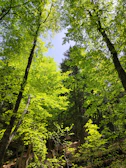 Sunlight filtering through dense forest canopy with vibrant green leaves.