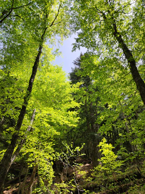 Sunlight filtering through dense forest canopy with vibrant green leaves.