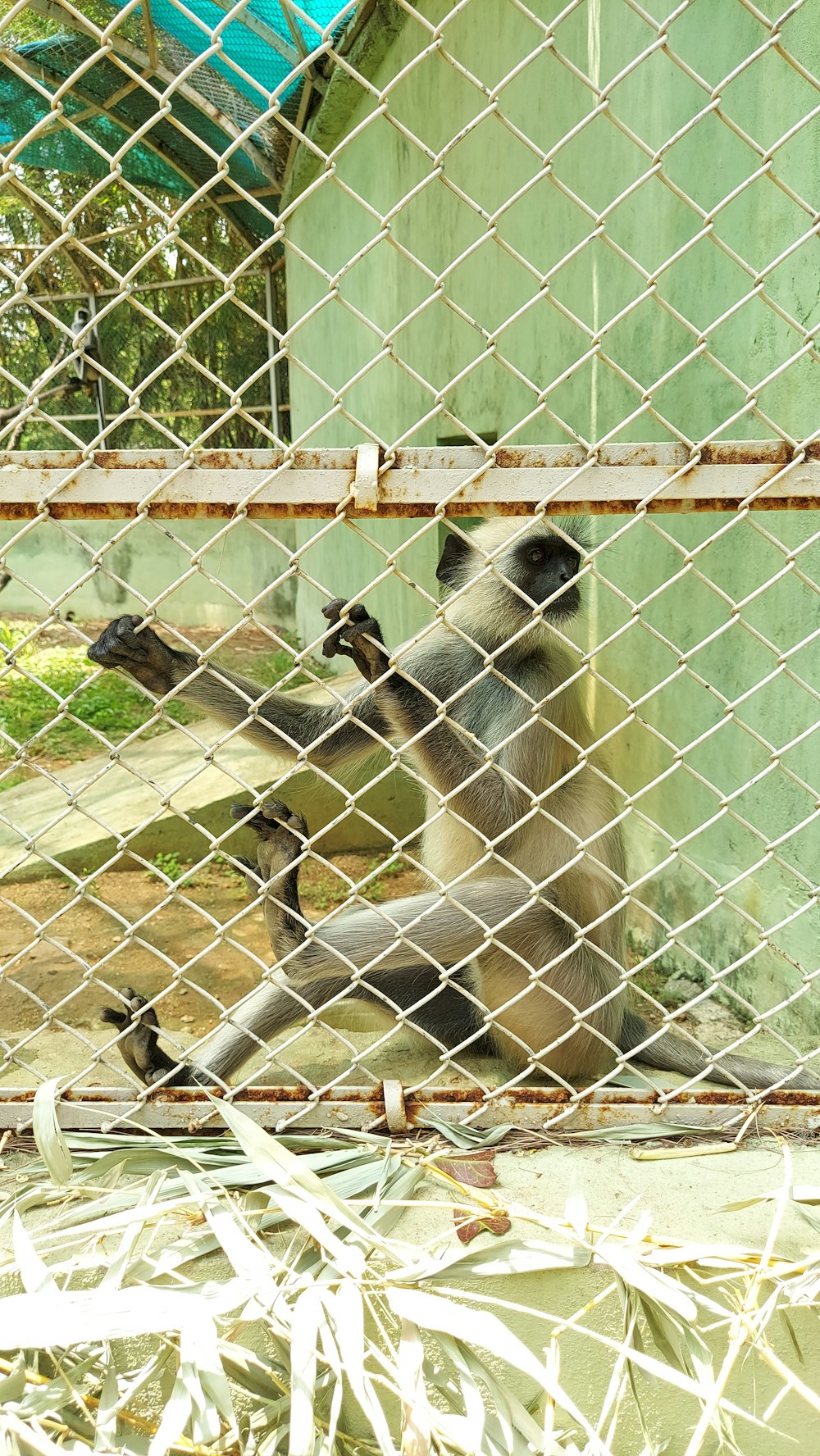 a monkey sitting in a zoo enclosure behind a chain link fence