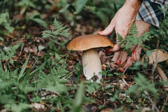 A person carefully identifying wild mushrooms in a lush forest setting.