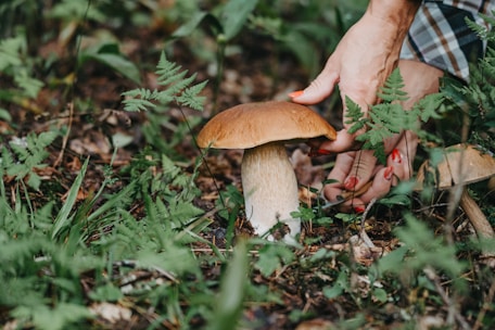 A person carefully identifying wild mushrooms in a lush forest setting.