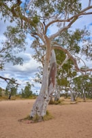 A single large eucalyptus tree with a pale, textured trunk stands in a sandy, arid landscape. Scattered patches of green grass surround the base, and sparse vegetation stretches into the background under a sky filled with fluffy, white clouds.