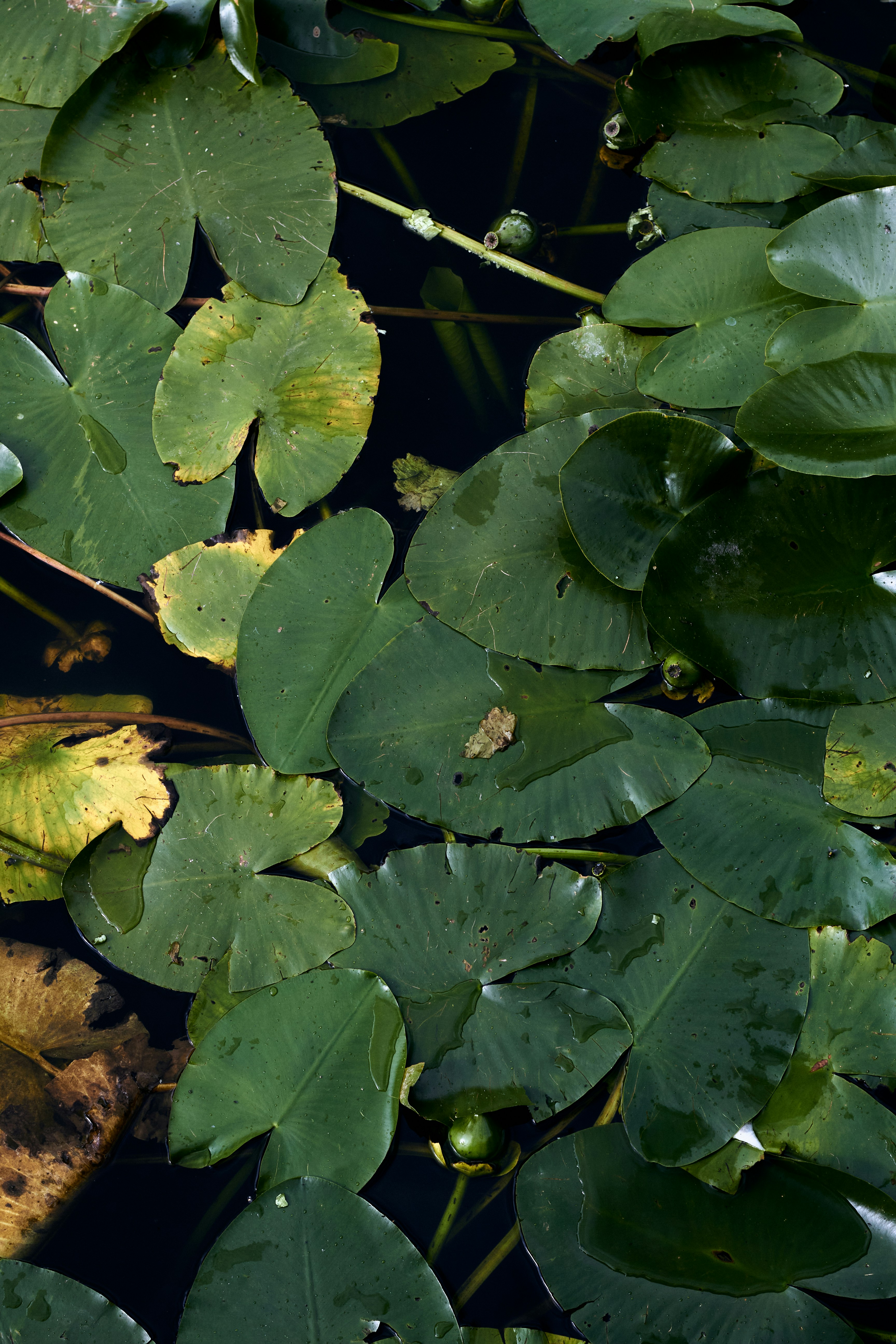 Photo by bartnewtone