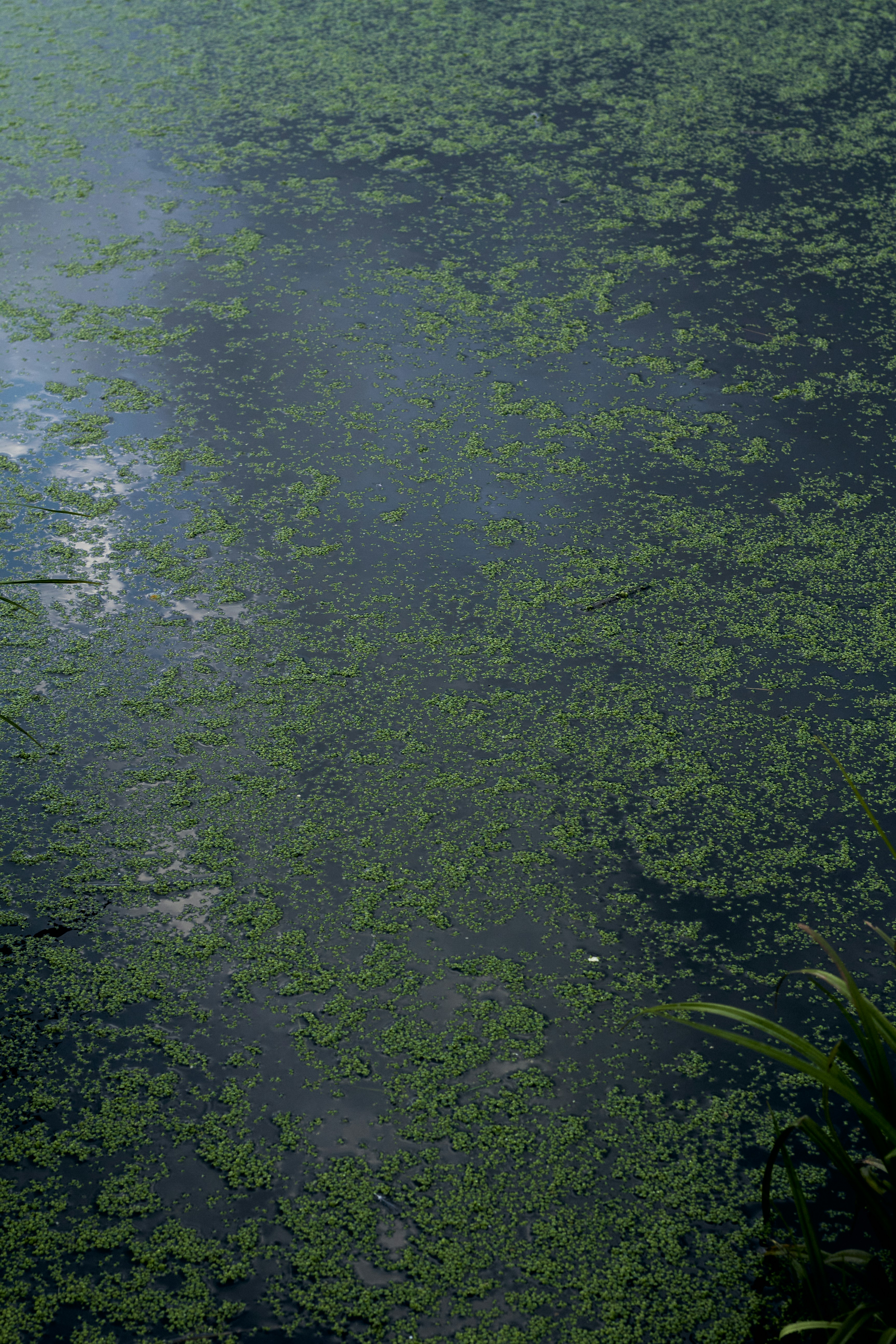 Photo by bartnewtone