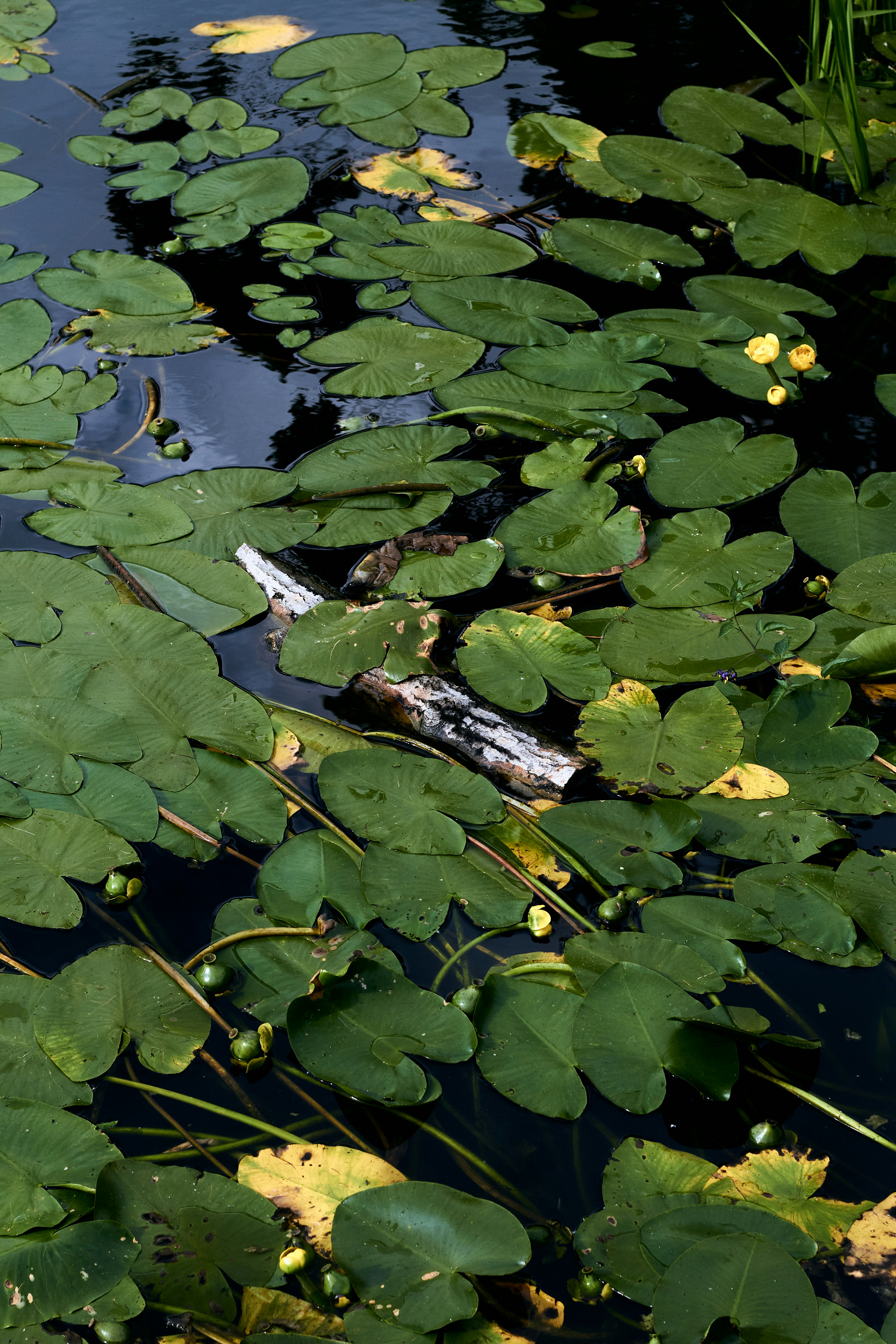 Photo by bartnewtone