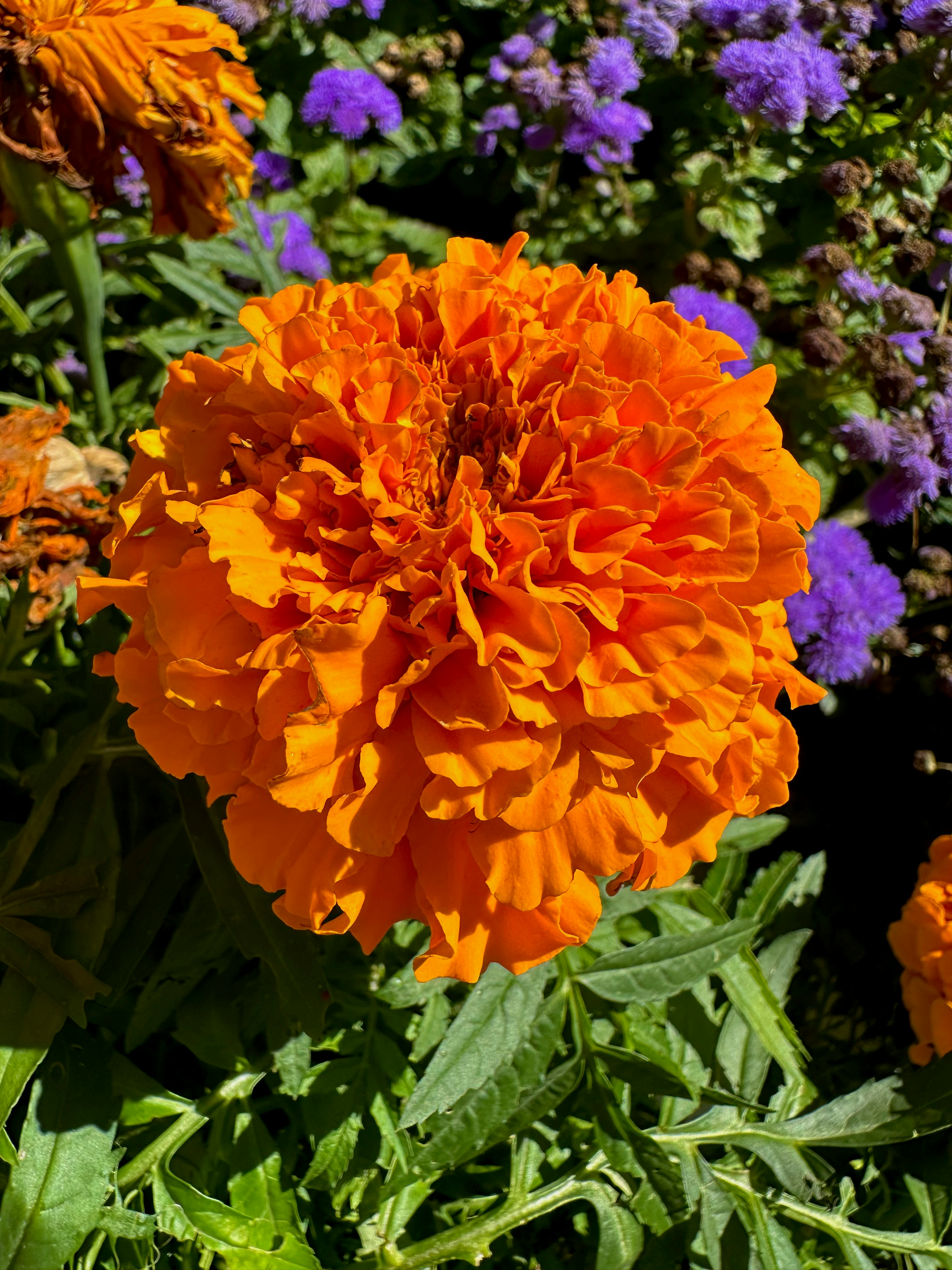 Photo by lostillusion