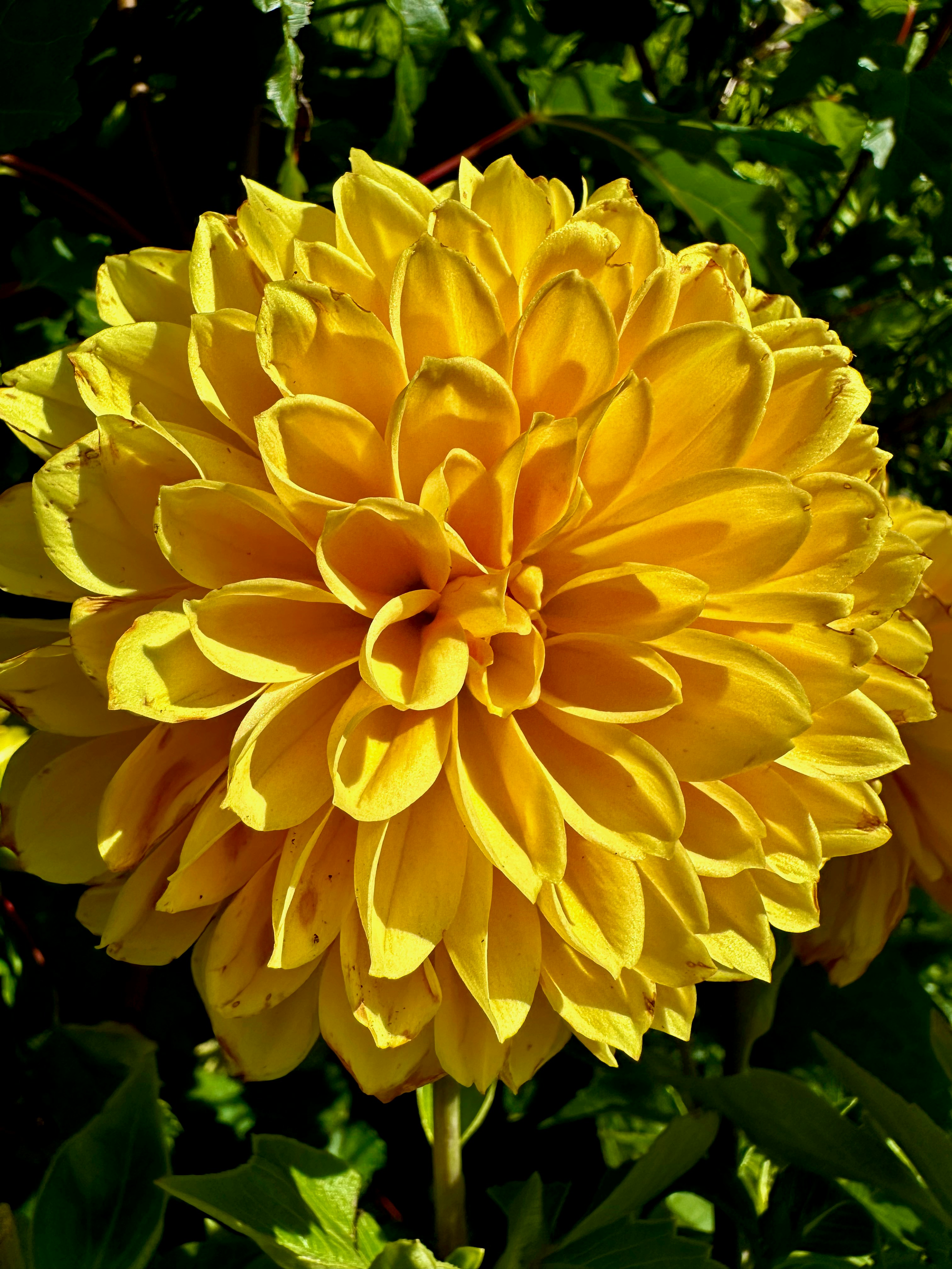 Photo by lostillusion