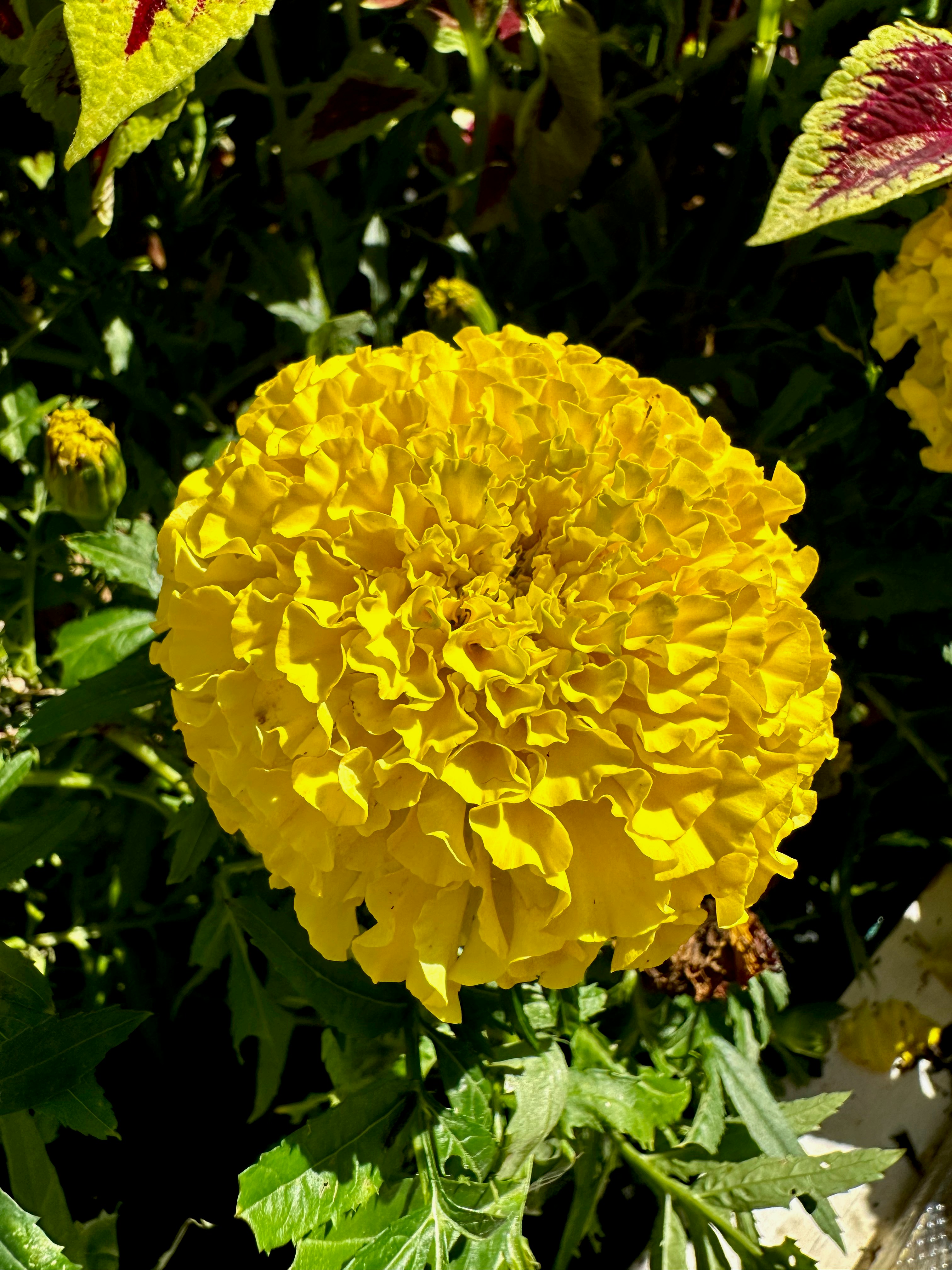 Photo by lostillusion