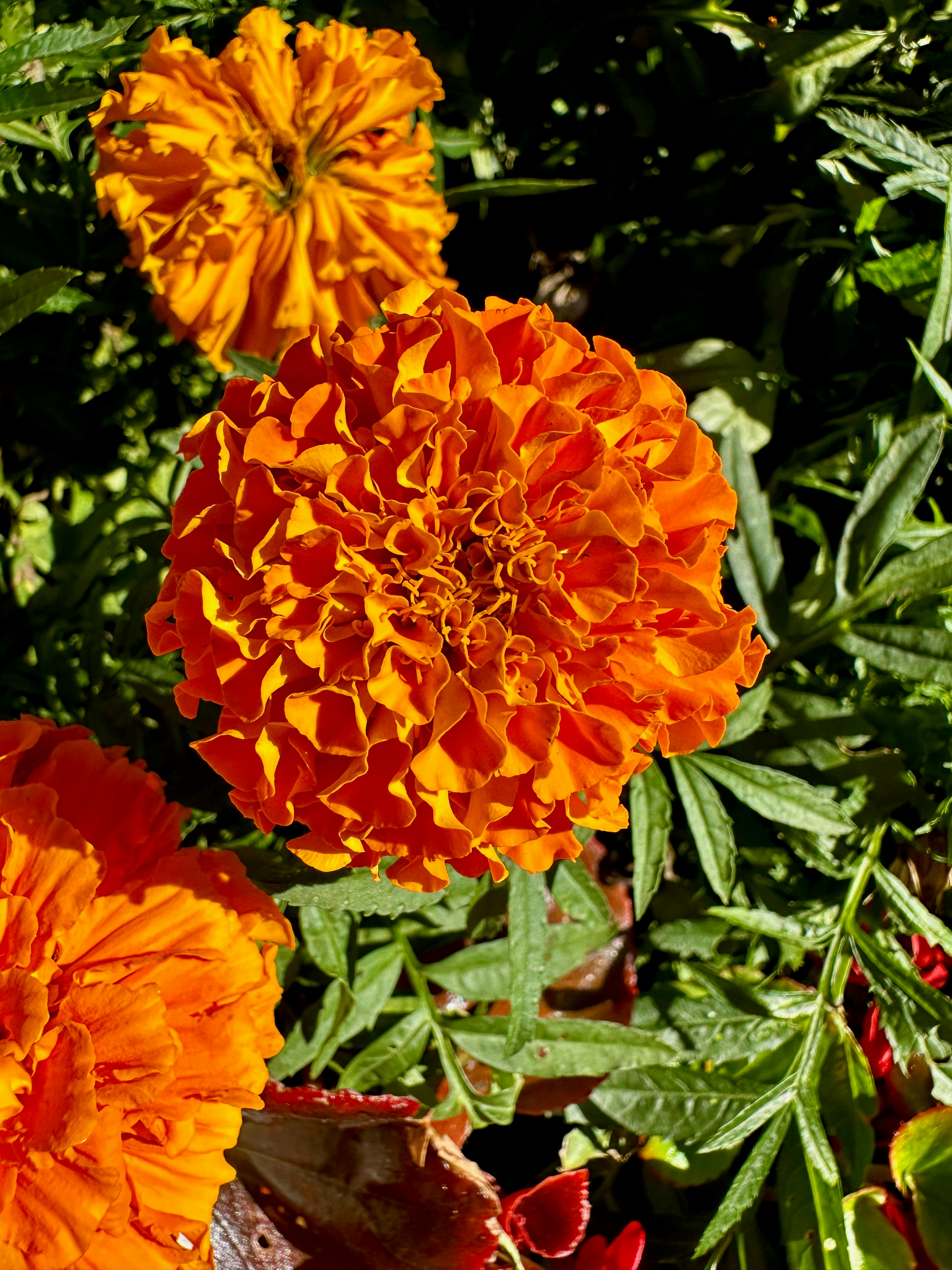 Photo by lostillusion