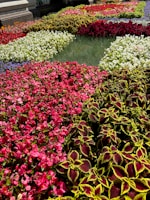 A vibrant and colorful flower garden featuring a variety of blooming plants with different shades of red, pink, white, and green. The flowers are arranged in distinct patches, creating a visually appealing pattern. The lush greenery and bright blossoms are complemented by the natural light, casting mild shadows.