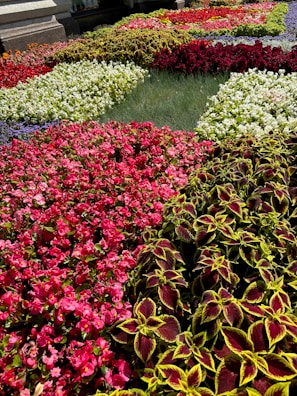 A vibrant and colorful flower garden featuring a variety of blooming plants with different shades of red, pink, white, and green. The flowers are arranged in distinct patches, creating a visually appealing pattern. The lush greenery and bright blossoms are complemented by the natural light, casting mild shadows.